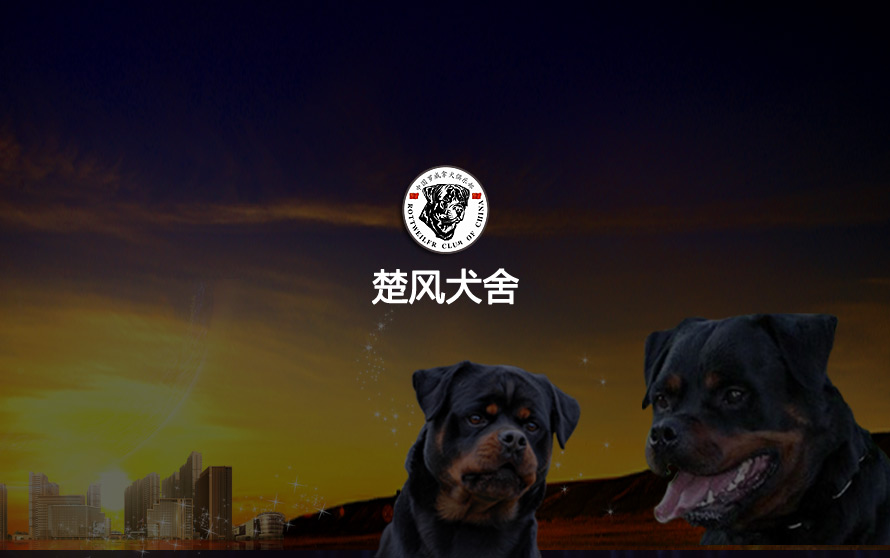 楚风犬舍官方网站设计制作